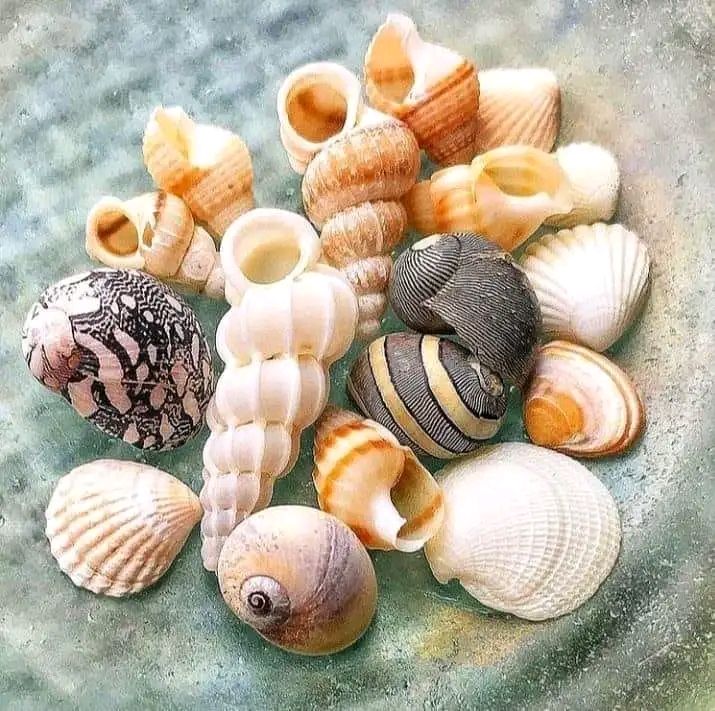 Cowry Shells: Their History And Uses. – DIBIA NWANGWU UCHENDU